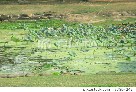Big lotus pond. This pond is home to many animals and food sources. 53894242