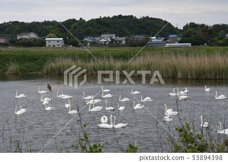 The paradise scenery of water birds 53894398