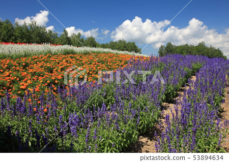 富良野四季之丘 53894634