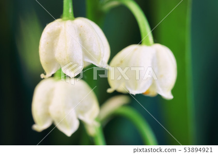 Blossoming flowers of lily of the valley in outdoors macro Blossoming flowers of lily of the valley in outdoors macro 53894921