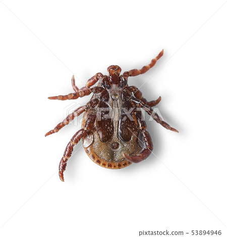 Bottom view of a male mite isolated on white with shadows. Macro photo Bottom view of a male mite isolated on white with shadows. Macro photo 53894946