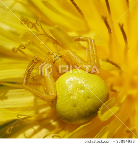 Yellow flower spider sitting on a blossoming dandelion 53894988