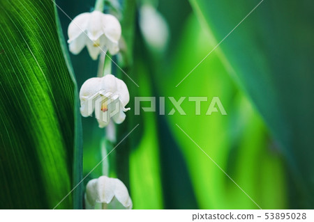 Lily of the valley flowers in early morning outdoors macro 53895028