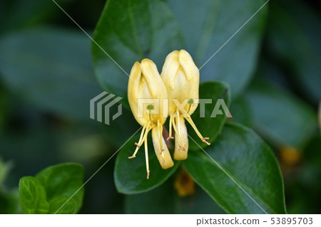 Honeysuckle (sucking throat) Honeysuckle (sucking throat) 53895703