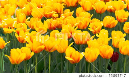 yellow tulip buds with fresh green leaves in soft light on blur background with place for your text 53895747
