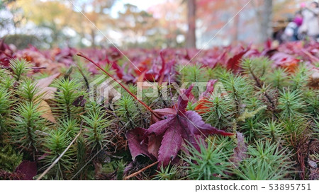 Moss and autumn leaves Moss and autumn leaves 53895751