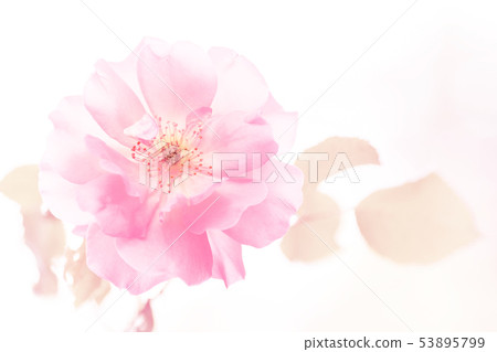 One big softness orange rose in pale colors close up on the green blurred background. Orange Roses One big softness orange rose in pale colors close up on the green blurred background. Orange Roses 53895799