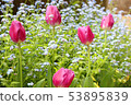 Tulip and forget-me-not 53895839