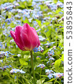 Tulip and forget-me-not 53895843