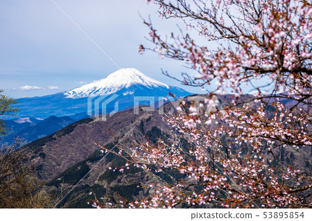 富士山和藍天和櫻花 53895854