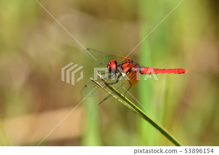 Nannophya矮♂ Nannophya矮♂ 53896154