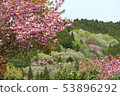 Double cherry blossoms and mountain scenery 53896292