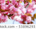 Double cherry blossoms 53896293