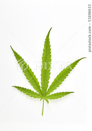 Cannabis fan leaf on white background 53896633