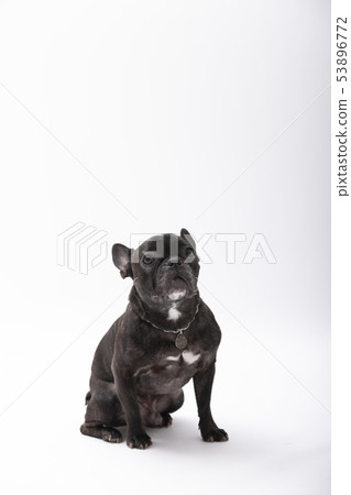 法國鬥牛犬（斑紋） 53896772