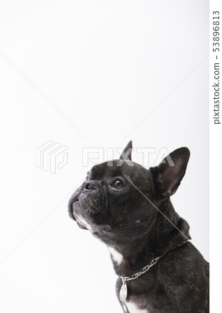French Bulldog (Brindle) French Bulldog (Brindle) 53896813