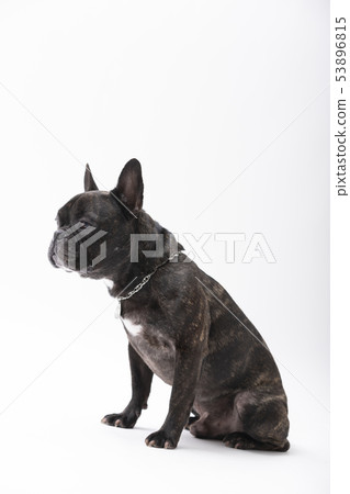 French Bulldog (Brindle) French Bulldog (Brindle) 53896815