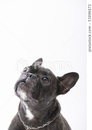 法國鬥牛犬（斑紋） 53896873