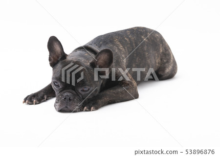 French Bulldog (Brindle) 53896876
