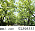Zelkova綠樹成蔭的大道 53896882
