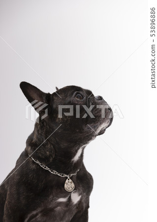 French Bulldog (Brindle) French Bulldog (Brindle) 53896886