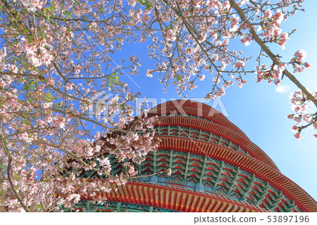 櫻花,天元宮,吉野櫻 53897196