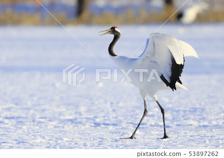 丹頂鶴 53897262