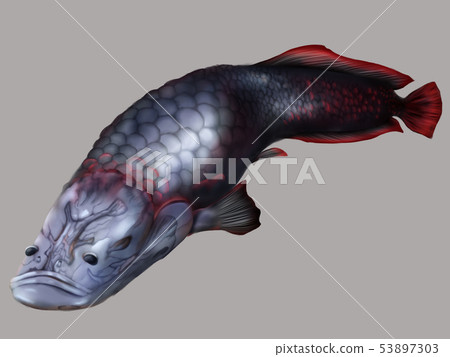 Arapaima gigas Arapaima gigas 53897303