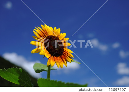 summer summer 53897307