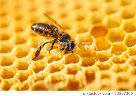 Bee in honeycomb 53897309
