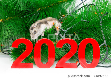 The white mouse is the symbol of the coming year The white mouse is the symbol of the coming year 53897388