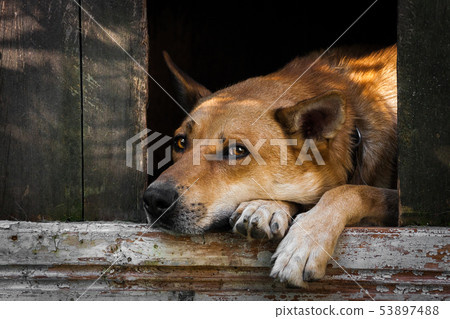 Sad view of an alone brown dog lying in the kennel - an old wooden house 53897488