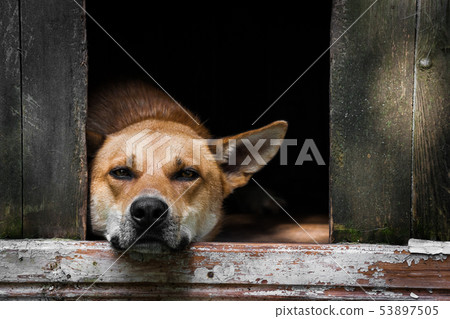 Sad view of an alone brown dog lying in the kennel - an old wooden house 53897505