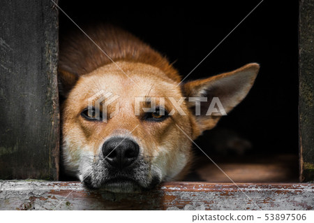Sad view of an alone brown dog lying in the kennel - an old wooden house 53897506