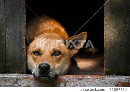 Sad view of an alone brown dog lying in the kennel - an old wooden house Sad view of an alone brown dog lying in the kennel - an old wooden house 53897514