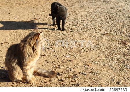 流浪貓 53897585