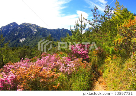 奇萊山 紅毛杜鵑 奇萊山 紅毛杜鵑 53897721