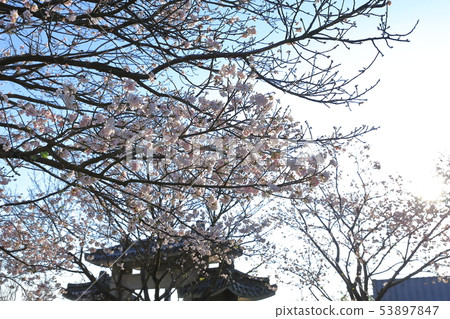 櫻花,東方寺,吉野櫻 櫻花,東方寺,吉野櫻 53897847
