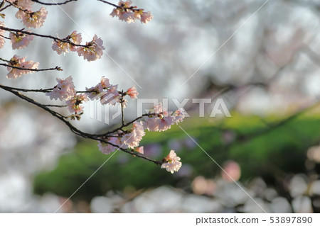 櫻花,東方寺,吉野櫻 53897890