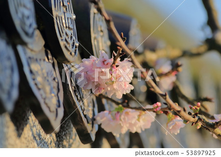 櫻花,東方寺,吉野櫻 53897925