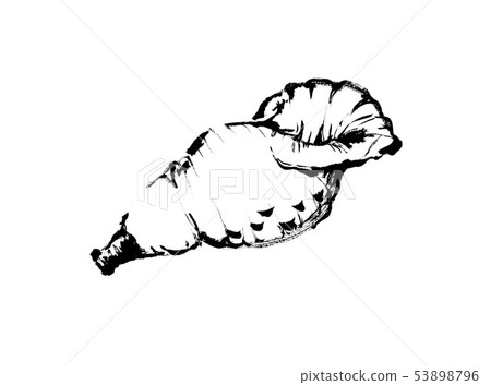 Line drawings Black and white Black and white black scallop, conch, conch, conch, conch, conch, sea, calling, Line drawings Black and white Black and white black scallop, conch, conch, conch, conch, conch, sea, calling, 53898796