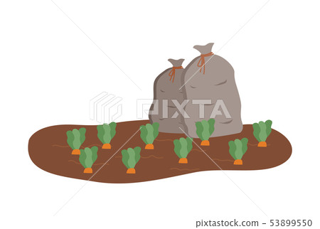 Harvesting Plantation with Healthy Products Carrot 53899550