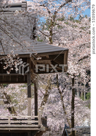 櫻花和秩父Seiunji寺的神樂堂 櫻花和秩父Seiunji寺的神樂堂 53899679
