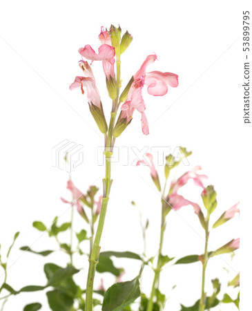 Salvia microphylla in studio 53899795