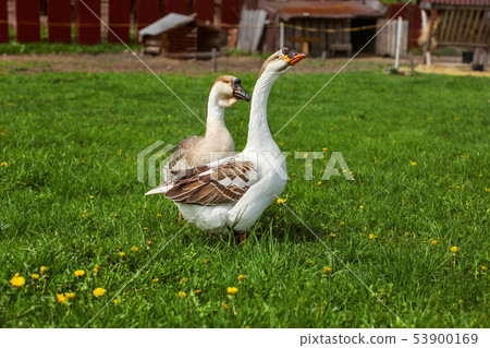 Pair of domesticated geese on a farm. 53900169