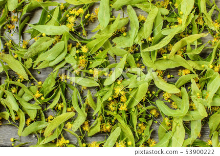Linden (Tilia cordata) leaves and flowers, dried Linden (Tilia cordata) leaves and flowers, dried 53900222