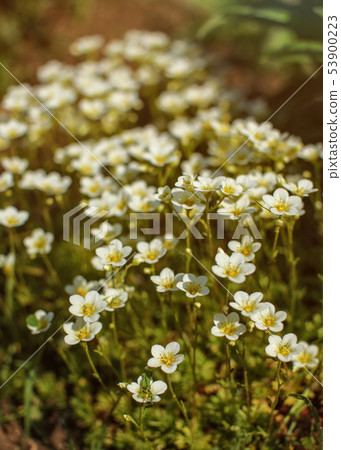 Shallow depth of field photo, only few petals in Shallow depth of field photo, only few petals in 53900223