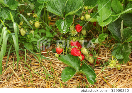 Strawberries, ripe and unripe, with leaves and Strawberries, ripe and unripe, with leaves and 53900250
