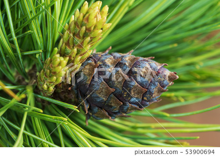 Cones of evergreen dwarf Siberian pine. Close-up 53900694
