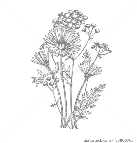 Tansy and Chamomile. Bouquet of hand drawn flowers and herbs. Botanical plant illustration 53900763